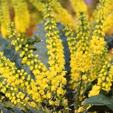 Mahonia media 'Charity' Oregon Grape Evergreen Outdoor Garden Shrub Plant in Pot