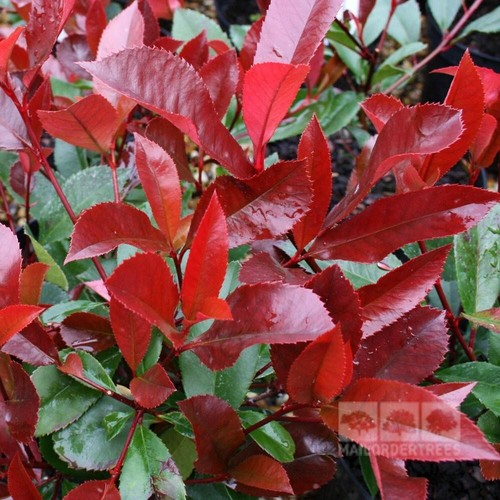 Photinia red robin seeds - 15,