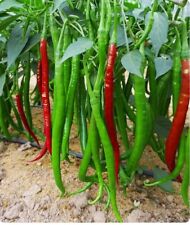 Chinese Long Chili Seeds 20（Very Spicy)线椒