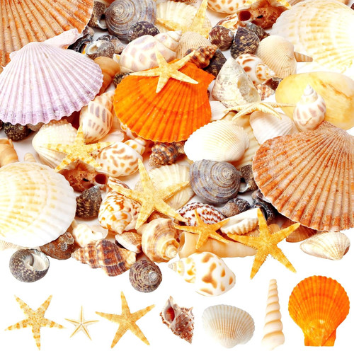 Mixed sea shells pcs - sea, shells,