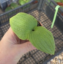 Rare Freemasonry Longipes