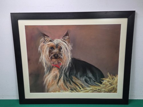 Large framed yorkie - large,
