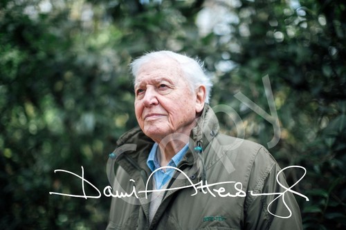 David attenborough 7x5 - 7x5, pre