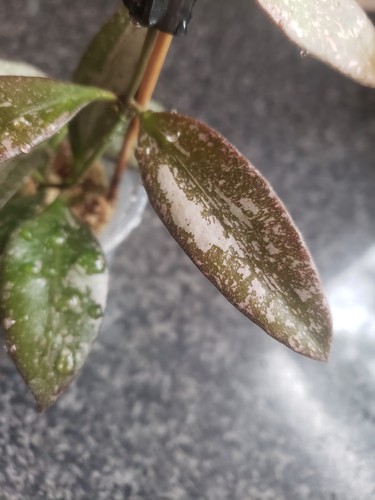 Hoya rosita silver splash - silver, 2