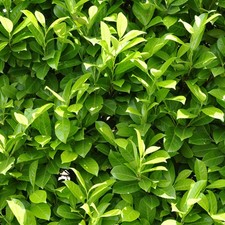 Prunus laurocerasus (Laurel)