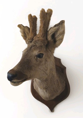 Stunning large taxidermy roe - large,