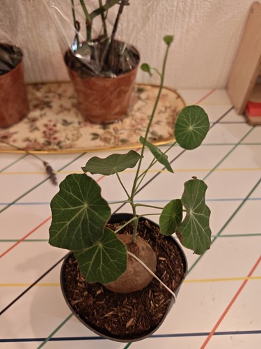 Mature stephania erecta rare - mature,