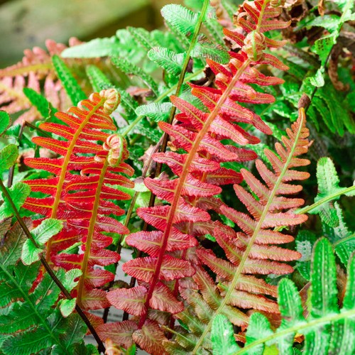 Blechnum brasiliense volcano - brasiliense, 'volcano'