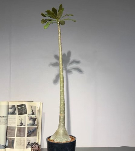 Adenium socotranum wysiwyg own - adenium,