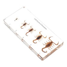 Scorpion lifecycle insect - scorpion,