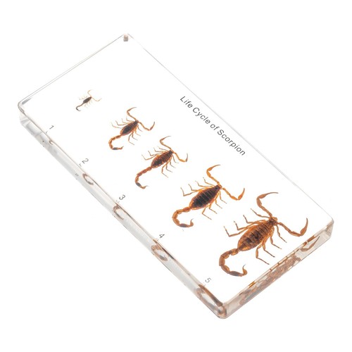 Scorpion lifecycle insect - scorpion,