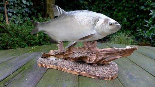 Bream fish taxidermy - fish,