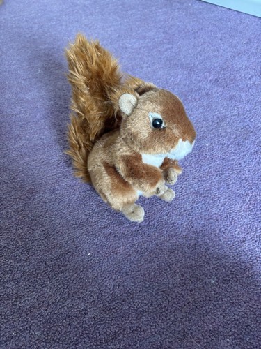 Living nature red squirrel - living,