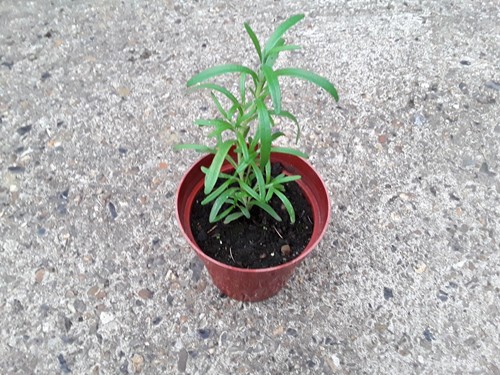 Natural home grown rosemary - grown,