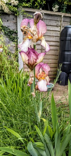 Iris germanica benton lorna - germanica,