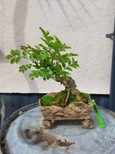 European Ash (Fraxinus