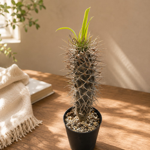 Pachypodium lamerei madagascar - pachypodium,