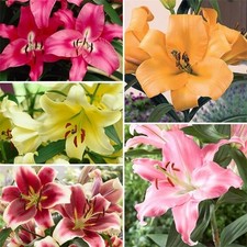 5 Giant Tree Lily Mixed Bulb