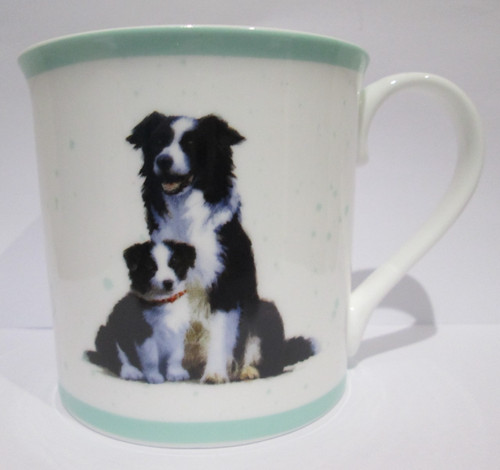 Border collie sheep dog pup - border,