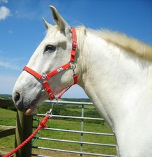Horse Head Collar Extra Full