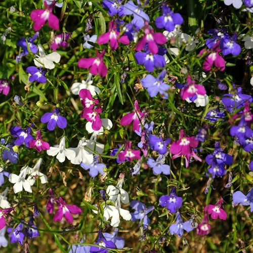 Lobelia speciosa plants 9cm - plants,