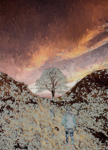 Sycamore gap tree large - sycamore,