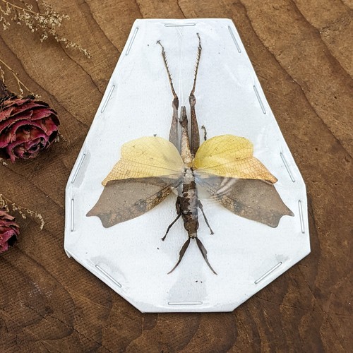 Leaf mimic grasshopper - leaf,
