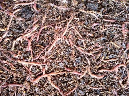 Pure red wiggler - 1,