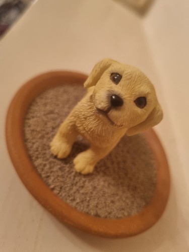 Golden retriever yellow - retriever,