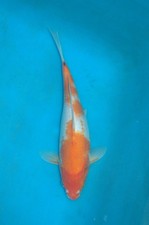 12" Sanke Koi Carp  A** High