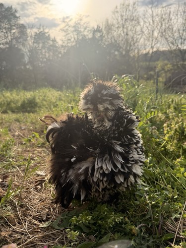 Assorted silkie satin and - satin,,