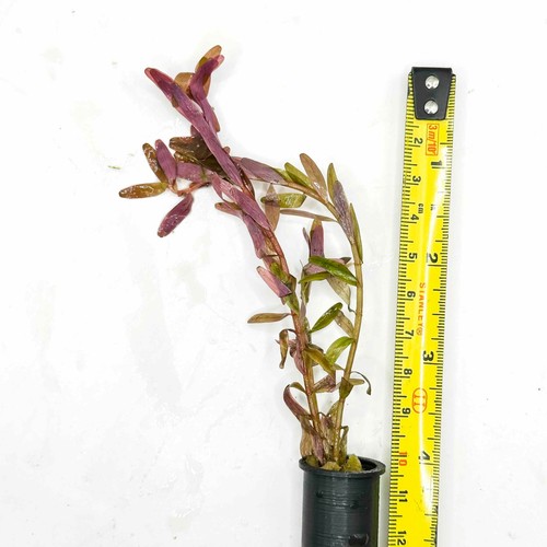 Live aquarium starter - starter, plants