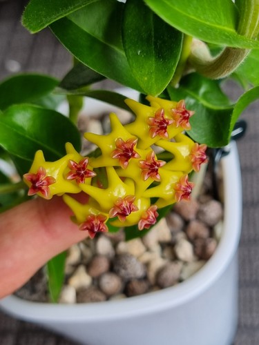 Hoya cumingiana whole plant - cumingiana,