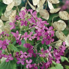 6X PLUG PLANTS LUNARIA HONESTY
