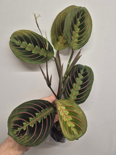 Maranta fascinator tricolour - maranta, |