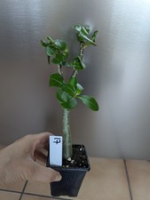 Adenium Obesum /Desert Rose/Succulent/Cactus/Caudex Uk Houseplant 