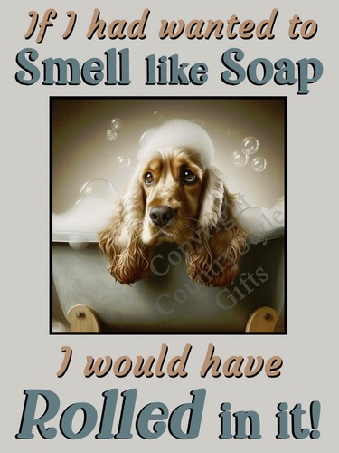 Cocker sprocker spaniel dog - sprocker,