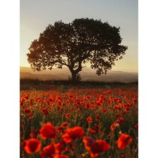 Poppy Field Newtongrange