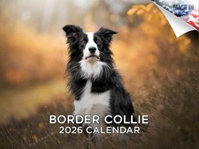 Border Collie Dog Breed