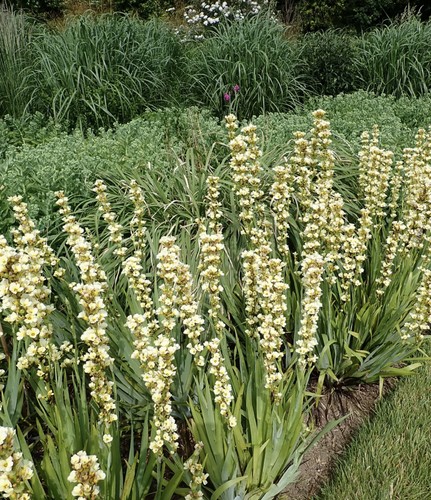 Small yellow sisyrinchium - x,
