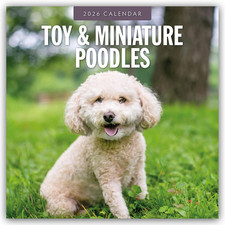 Toy and Miniature Poodles 2026