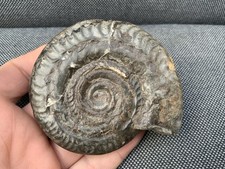 Whitby hildoceras fossil - whitby,
