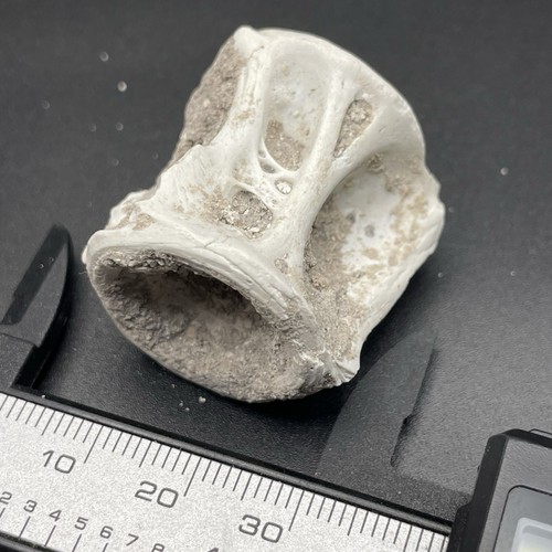 Fossilized fish vertebrae bone - fossilized,