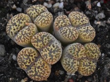 Conophytum pellucidum v