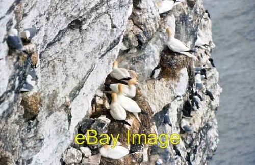 Photo 6x4 gannet - photo,