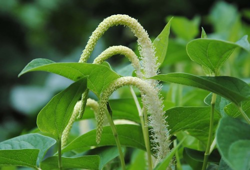 Saururus cernuus - , lily)