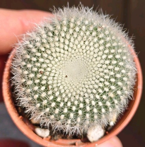 Parodia haselbergii - parodia,