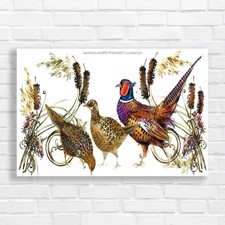 Hand Drawn Pheasant Watercolor