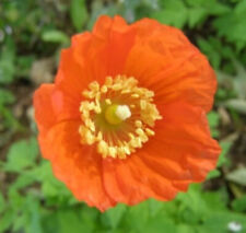 Orange Welsh Poppy -Meconopsis aurantiaca-bareroot from a 9cm pot