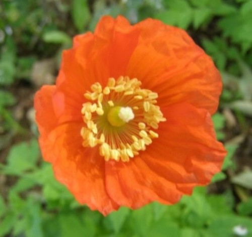 Orange welsh poppy - welsh,